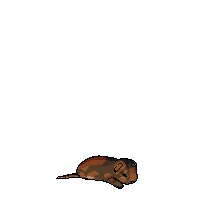 Poplar Pelt